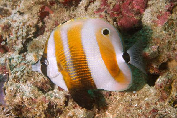 Butterflyfish - Orange-banded Coralfish