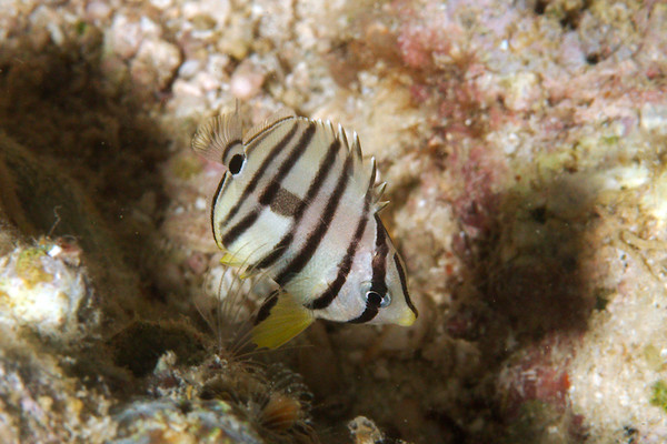 Butterflyfish - Eight-banded butterflyfish