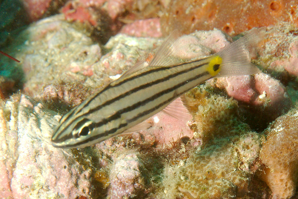 Cardinalfish - Fiveline Cardinalfish
