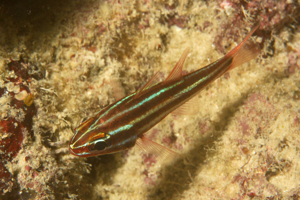 Cardinalfish - Black-stripe Cardinalfish