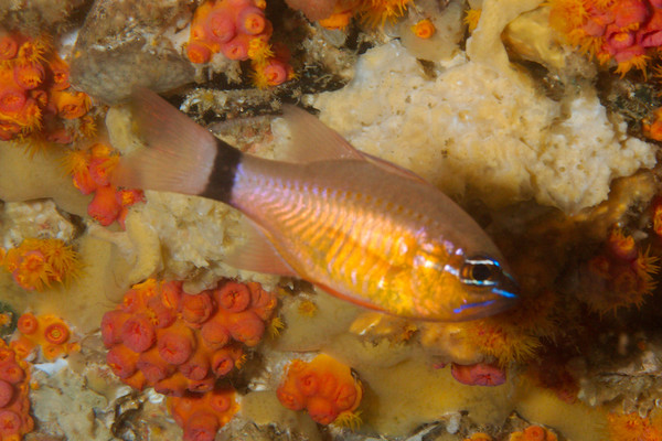 Cardinalfish - Ring-tailed Cardinalfish