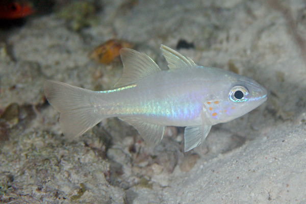 Cardinalfish - Cheek-spots Cardinalfish