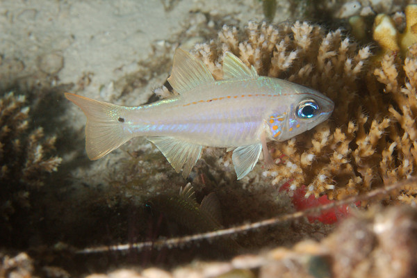 Cardinalfish - Cheek-spots Cardinalfish