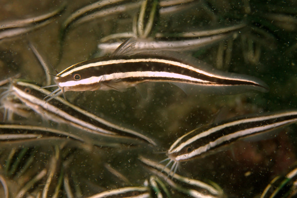 Catfish - Striped eel catfish
