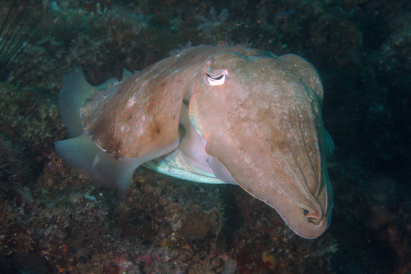 Cuttlefish - Broadband Cuttlefish