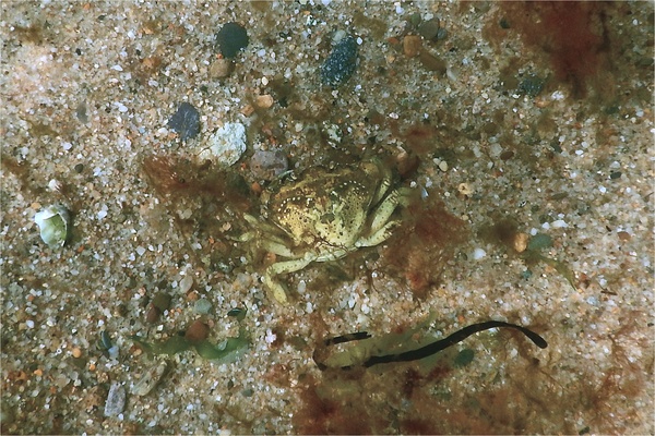 True Crabs - European Green Crab