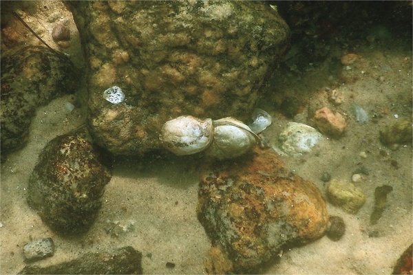 True Oysters - Atlantic Oyster