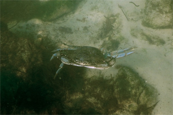 Crabs - Blue Crab