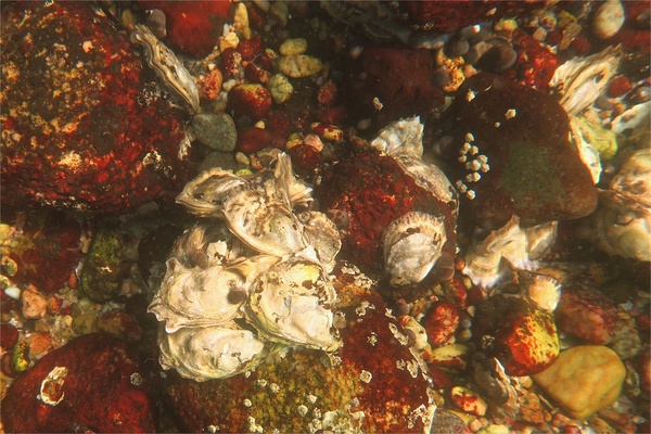 True Oysters - Atlantic Oyster