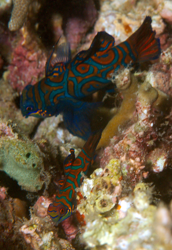 Dragonets - Mandarin Fish