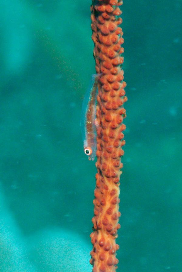 Gobies - Whip coral goby