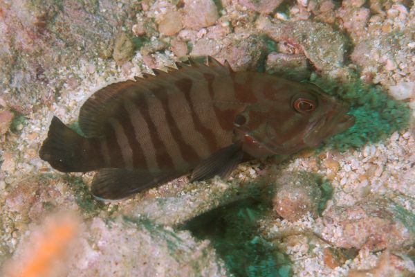 Groupers - Chocolate Hind