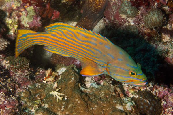 Groupers - Harlequin Hind