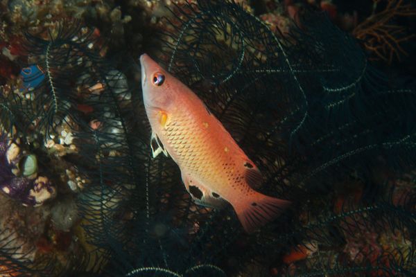 Hogfish - Redfin Hogfish
