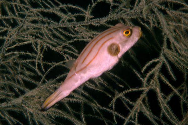 Pufferfish - Manila Puffer