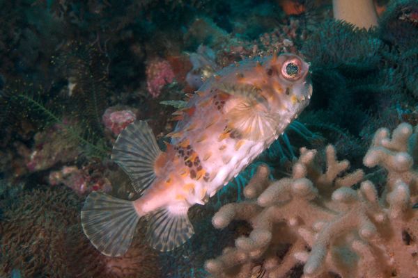 Porcupinefish - Balloonfish