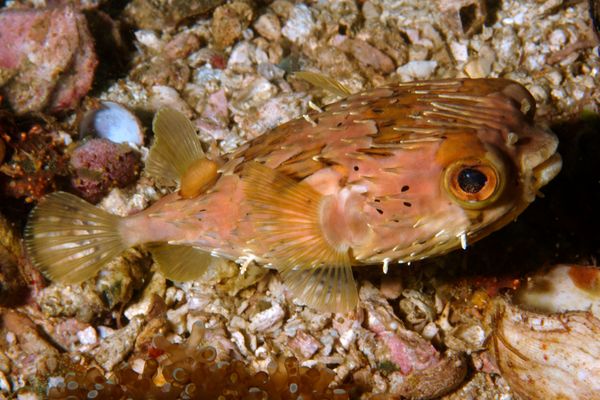 Porcupinefish - Orbicular Burrfish