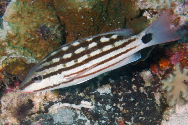 Snappers - Checkered Snapper