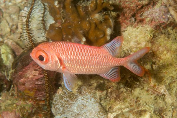Soldierfish - Scarlet Soldierfish