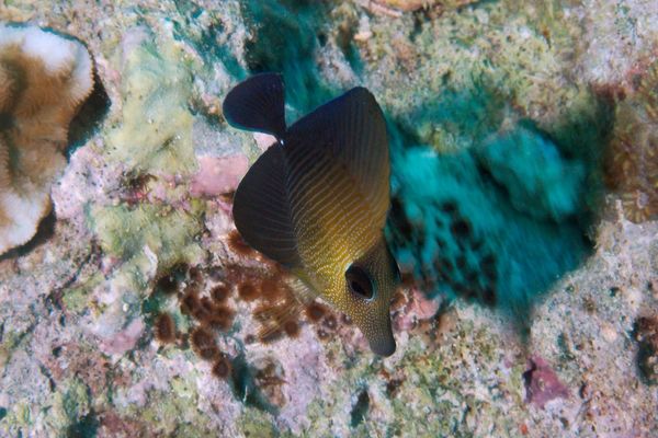 Surgeonfish - Pacific Sailfin Tang