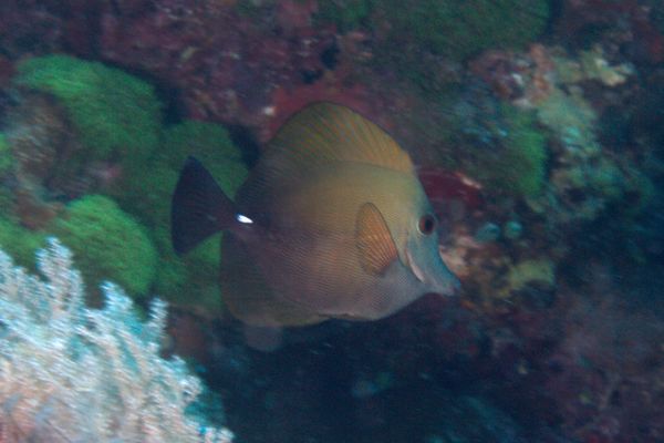 Surgeonfish - Brushtail tang