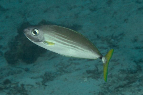 Surgeonfish - Slender Unicornfish