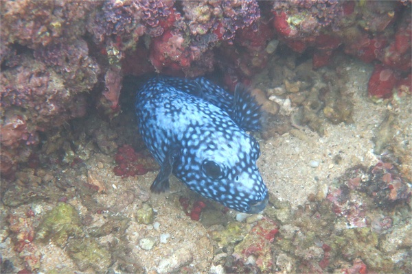 Pufferfish - Guineafowl Puffer