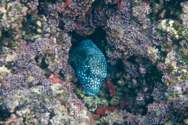 Pufferfish - Guineafowl Puffer