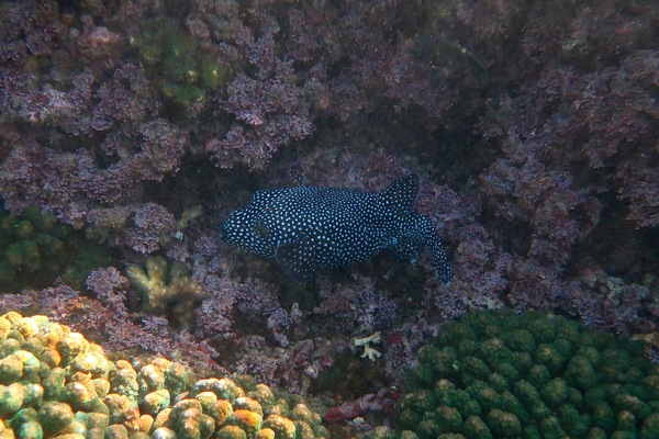 Pufferfish - Guineafowl Puffer