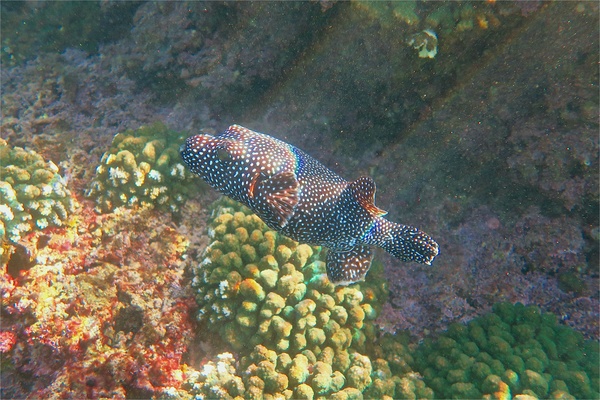 Pufferfish - Guineafowl Puffer