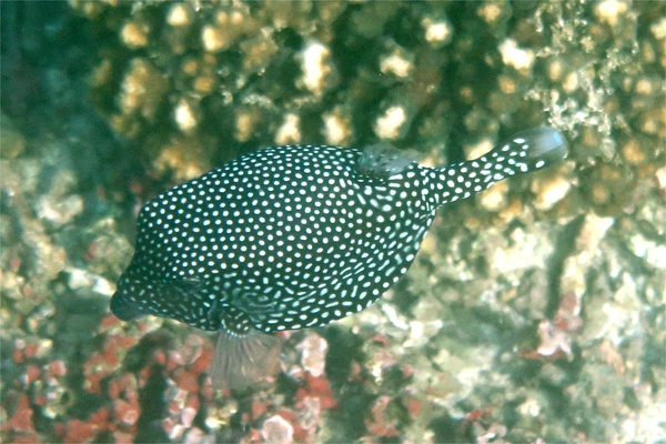 Trunkfish - Whitespotted Boxfish