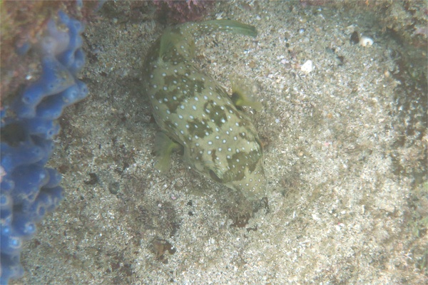 Pufferfish - Whitespotted Puffer