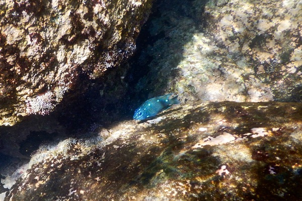 Damselfish - Giant Damselfish