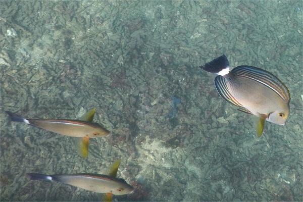 Surgeonfish - Yellowfin Surgeonfish