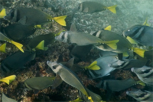 Surgeonfish - Razor Surgeonfish