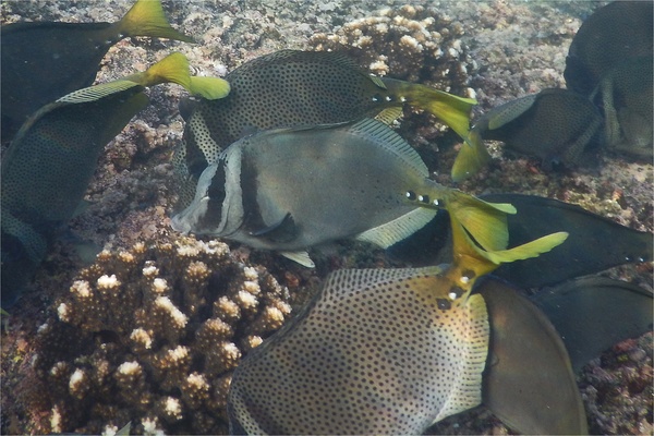 Surgeonfish - Razor Surgeonfish