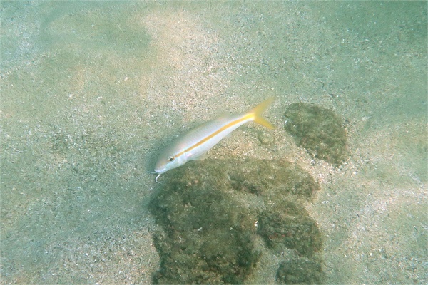 Goatfish - Mexican Goatfish