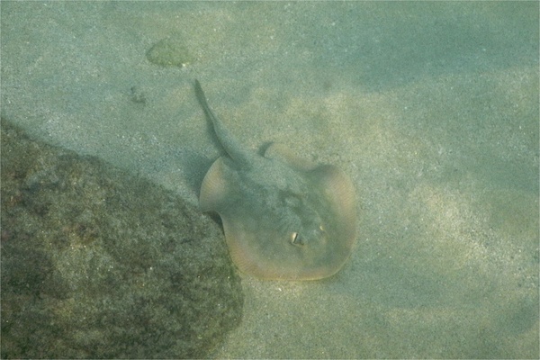 Stingrays - Reef Stingray