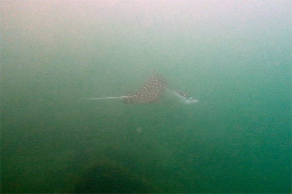 Stingrays - Pacific Whitespotted Eagle Ray