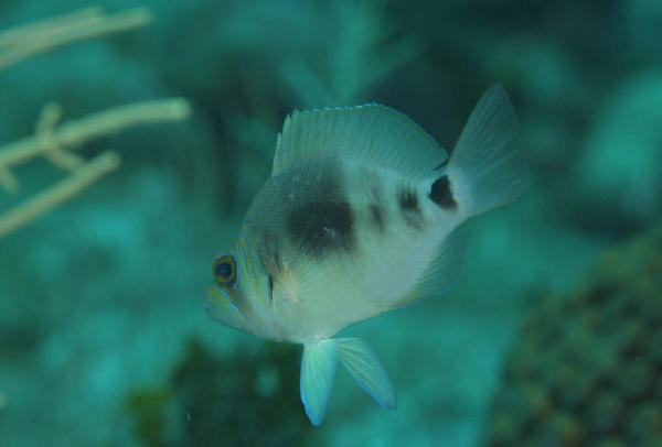 Hamlets - Barred Hamlet