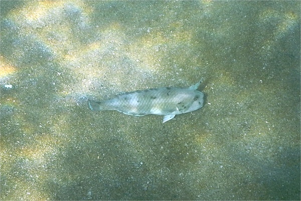 Wrasse - Peacock Razorfish
