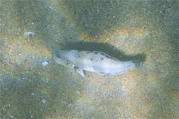Wrasse - Peacock Razorfish