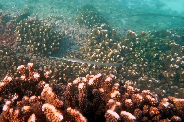 Pipefish - Bluespotted Cornetfish