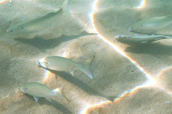 Mullets - White Mullet