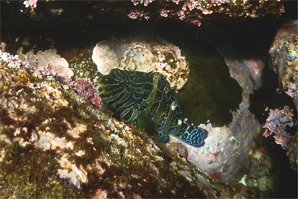 Hawkfish - Giant Hawkfish