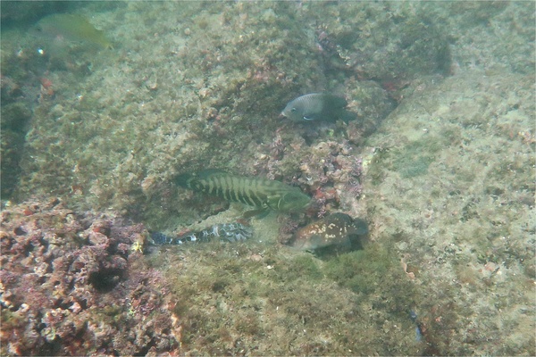 Soapfish - Mottled Soapfish