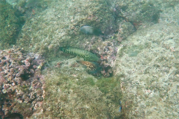 Soapfish - Mottled Soapfish