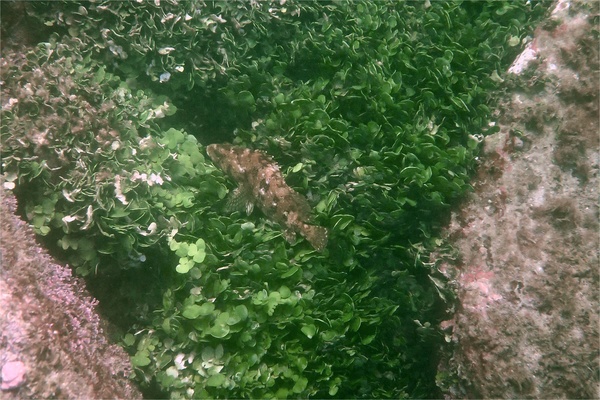 Groupers - Panama Graysby