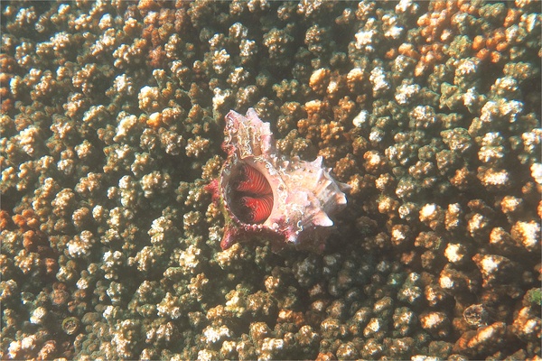 Crabs - Elegant Hermit Crab