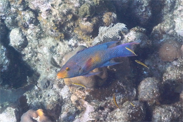 Hogfish - Spanish Hogfish